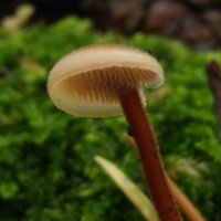 Ohrlöffelstacheling (Auriscalpium vulgare)